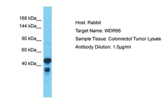 WDR66 Antibody in Western Blot (WB)