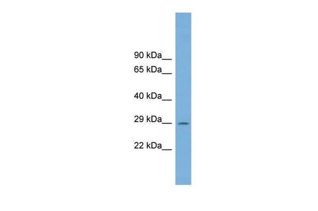 C1orf43 Antibody in Western Blot (WB)
