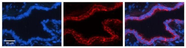 GCLC Antibody in Immunohistochemistry (Paraffin) (IHC (P))