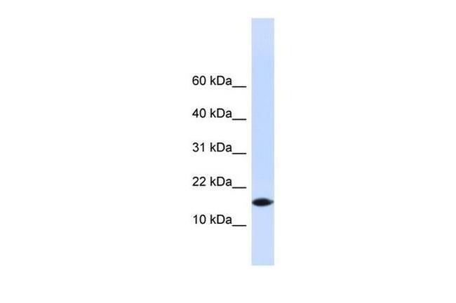 PHLDA3 Antibody in Western Blot (WB)