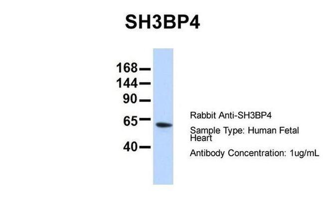 SH3BP4 Antibody in Western Blot (WB)
