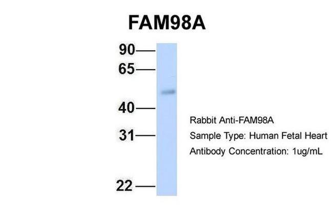 FAM98A Antibody in Western Blot (WB)