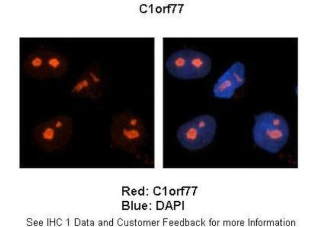 C1orf77 Antibody in Immunocytochemistry (ICC/IF)