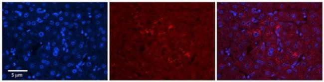 C1orf144 Antibody in Immunohistochemistry (Paraffin) (IHC (P))