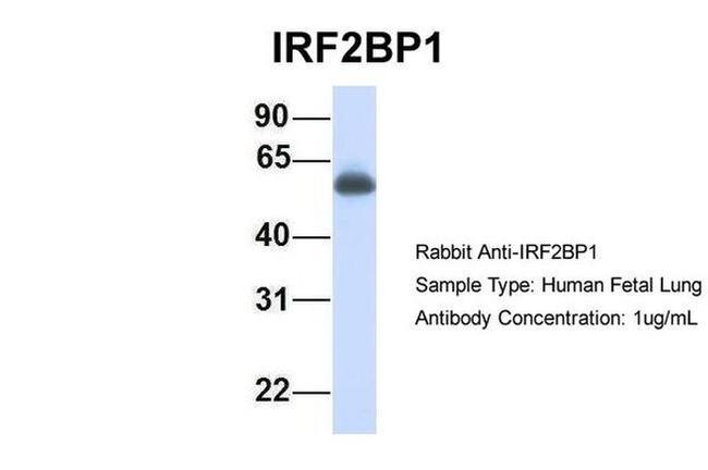 IRF2BP1 Antibody in Western Blot (WB)