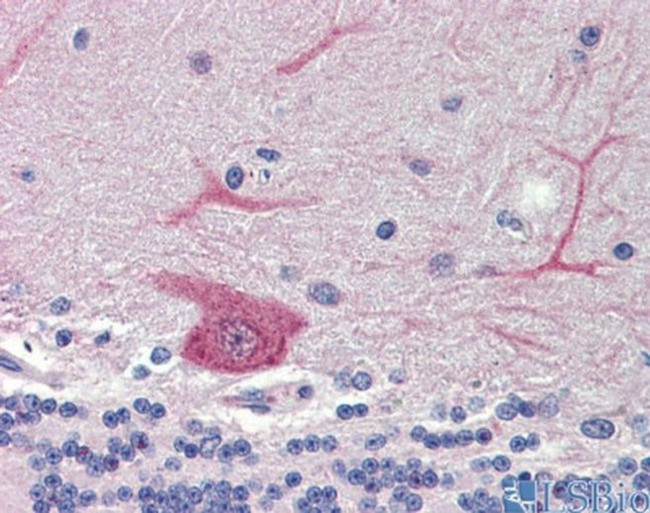 GABARAPL1 Antibody in Immunohistochemistry (Paraffin) (IHC (P))
