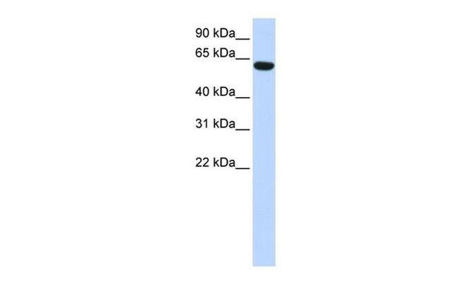 CCDC11 Antibody in Western Blot (WB)