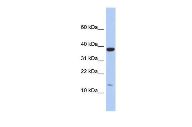 RPL27 Antibody in Western Blot (WB)
