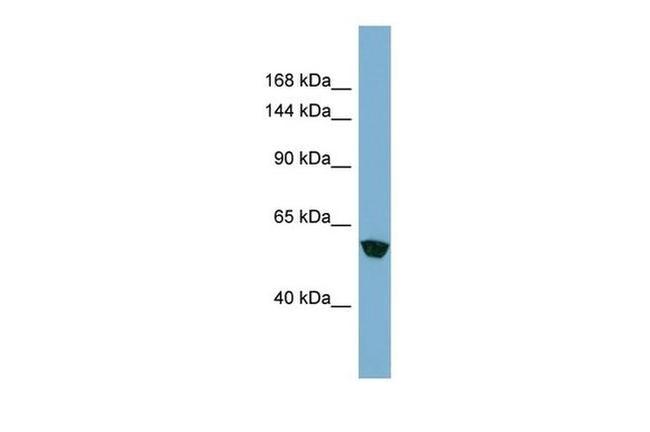 Muskelin Antibody in Western Blot (WB)