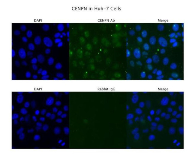 CENPN Antibody in Immunocytochemistry (ICC/IF)