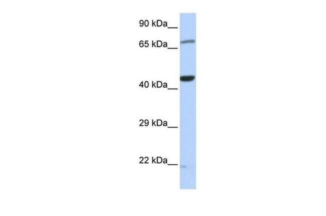 TUFM Antibody in Western Blot (WB)