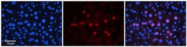 GNL3L Antibody in Immunohistochemistry (Paraffin) (IHC (P))