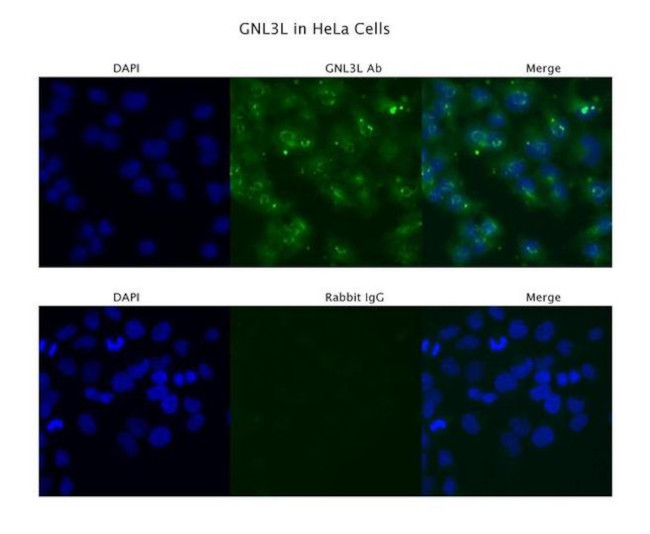 GNL3L Antibody in Immunocytochemistry (ICC/IF)
