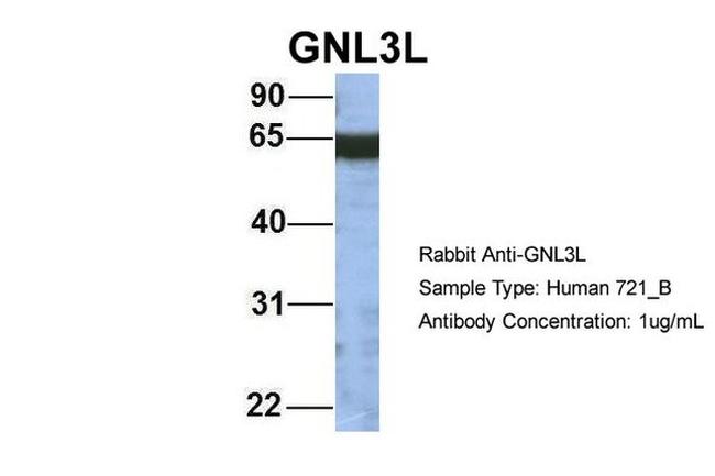 GNL3L Antibody in Western Blot (WB)