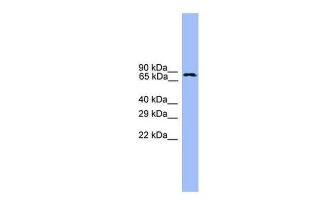 USP1 Antibody in Western Blot (WB)
