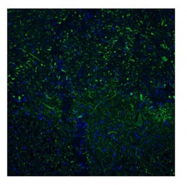 TAAR5 Antibody in Immunohistochemistry (IHC)