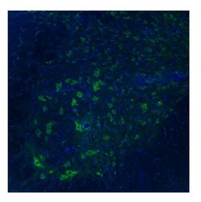 TAAR5 Antibody in Immunohistochemistry (IHC)