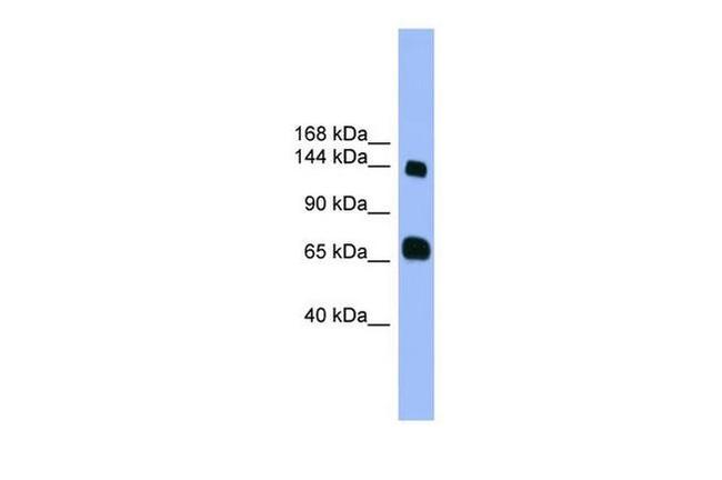 PLEKHG2 Antibody in Western Blot (WB)