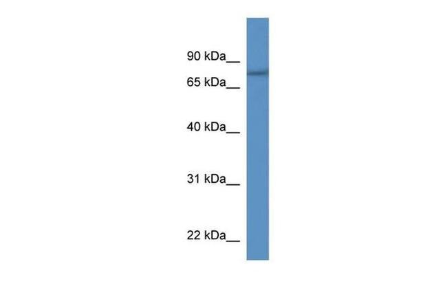 SERAC1 Antibody in Western Blot (WB)