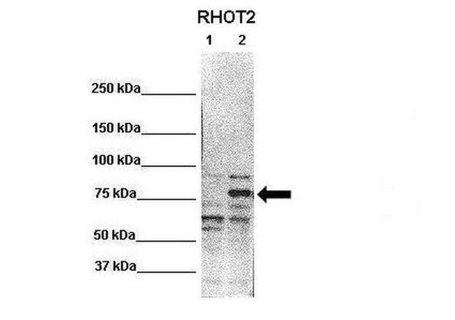 RHOT2 Antibody in Western Blot (WB)