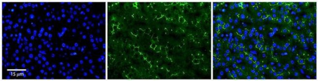 ADCK2 Antibody in Immunohistochemistry (Paraffin) (IHC (P))