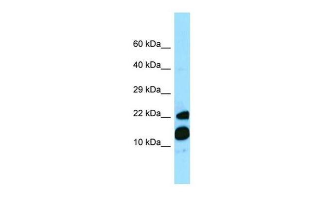 MRFAP1 Antibody in Western Blot (WB)