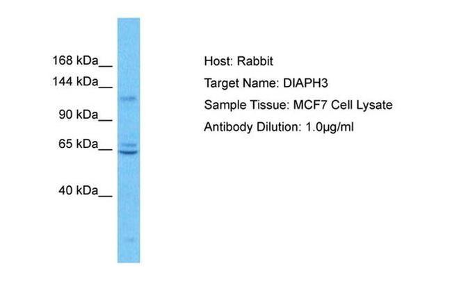 DIAPH3 Antibody in Western Blot (WB)
