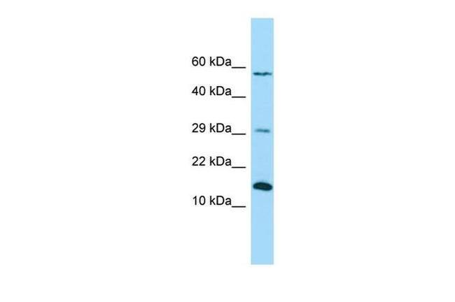 NDUFB4 Antibody in Western Blot (WB)