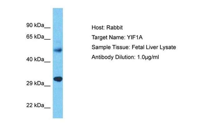 YIF1A Antibody in Western Blot (WB)