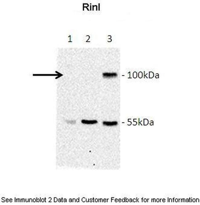 RINL Antibody in Western Blot (WB)