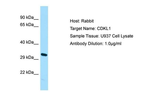 CDKL1 Antibody in Western Blot (WB)