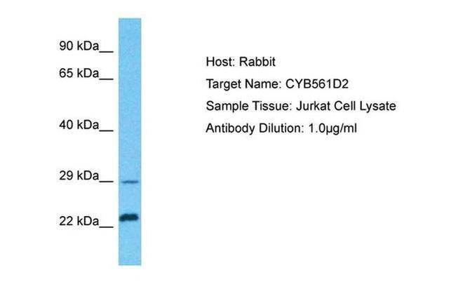 CYB561D2 Antibody in Western Blot (WB)