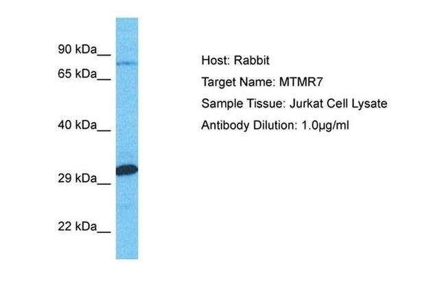 MTMR7 Antibody in Western Blot (WB)