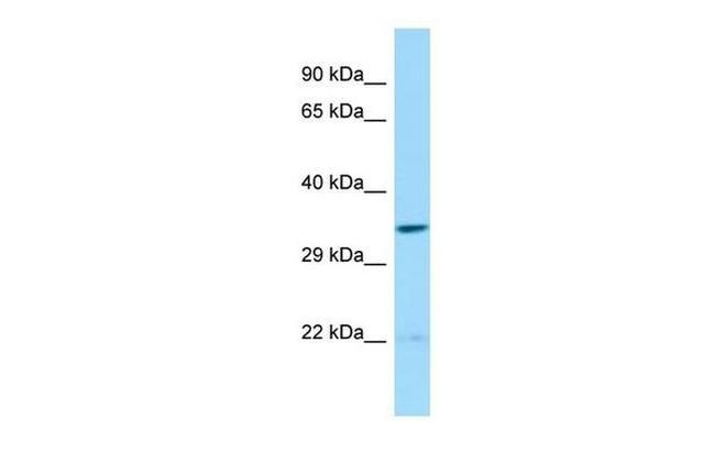 SPATS1 Antibody in Western Blot (WB)
