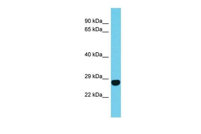 FAM204A Antibody in Western Blot (WB)