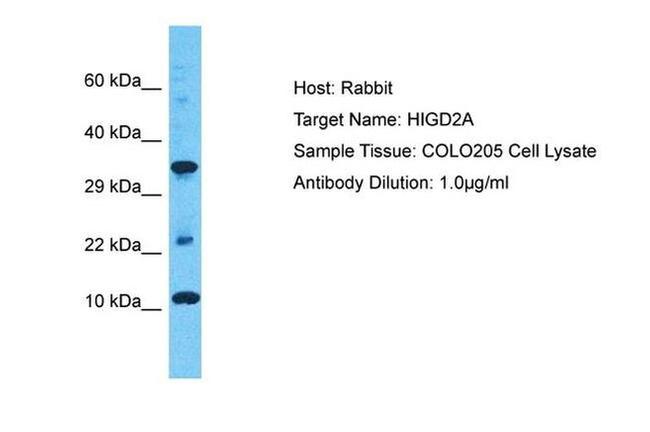HIGD2A Antibody in Western Blot (WB)