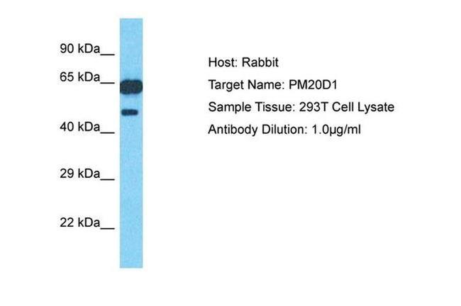 PM20D1 Antibody in Western Blot (WB)