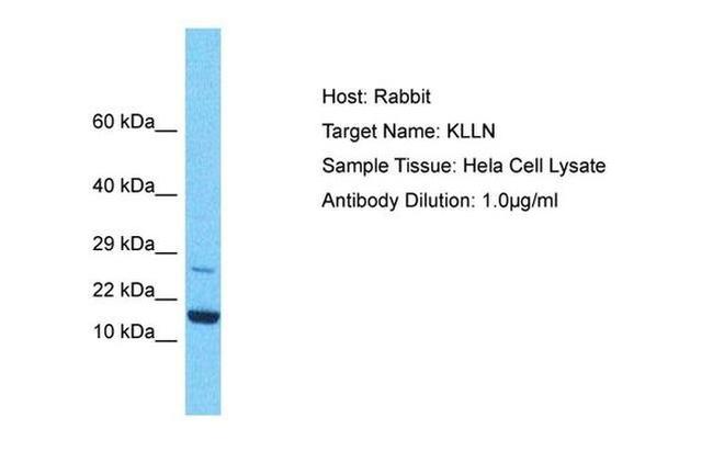 KLLN Antibody in Western Blot (WB)