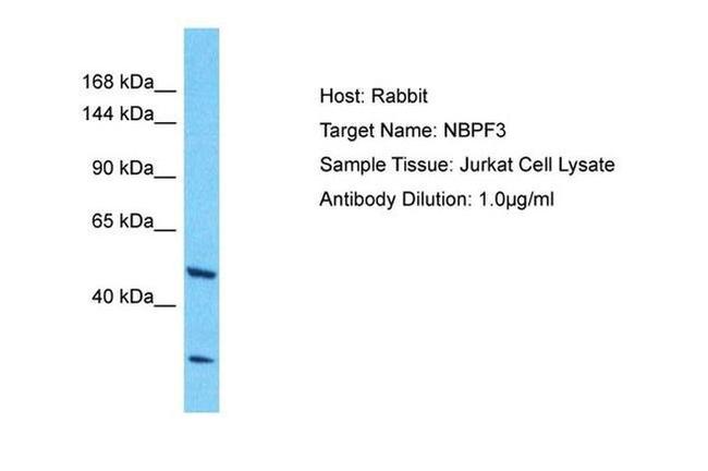 NBPF3 Antibody in Western Blot (WB)
