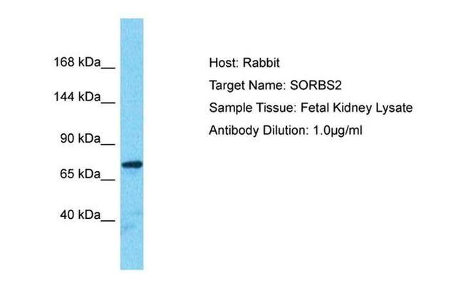 ARGBP2 Antibody in Western Blot (WB)