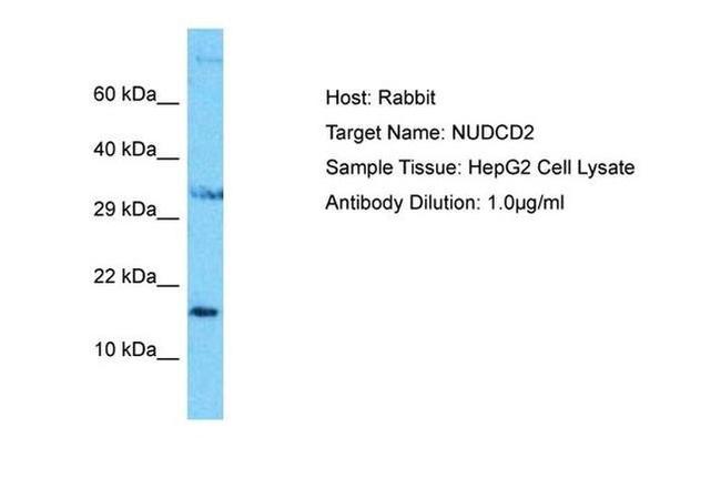 NUDCD2 Antibody in Western Blot (WB)