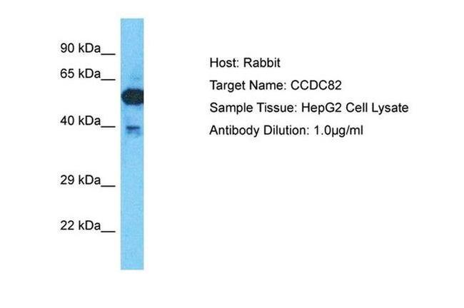 CCDC82 Antibody in Western Blot (WB)