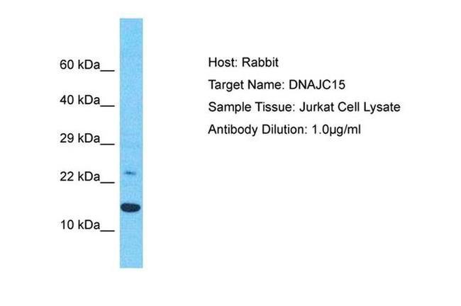 DNAJC15 Antibody in Western Blot (WB)