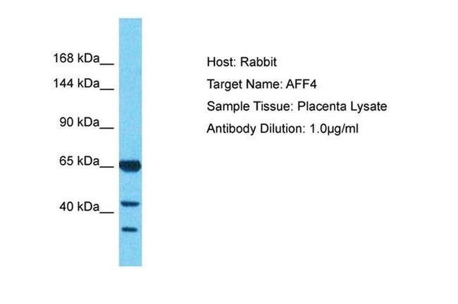 AFF4 Antibody in Western Blot (WB)