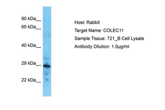 COLEC11 Antibody in Western Blot (WB)