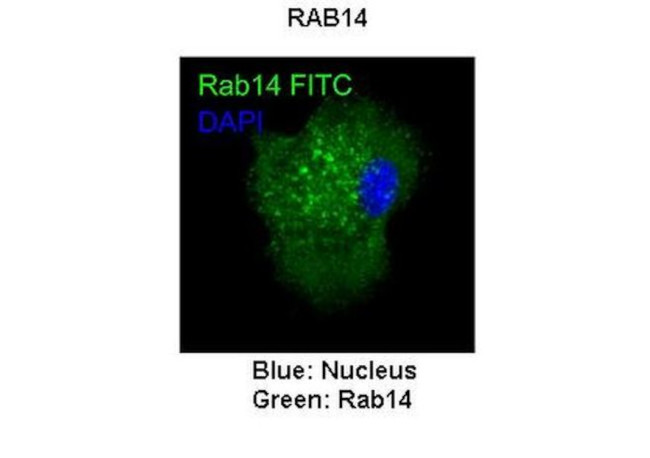 RAB14 Antibody in Immunocytochemistry (ICC/IF)