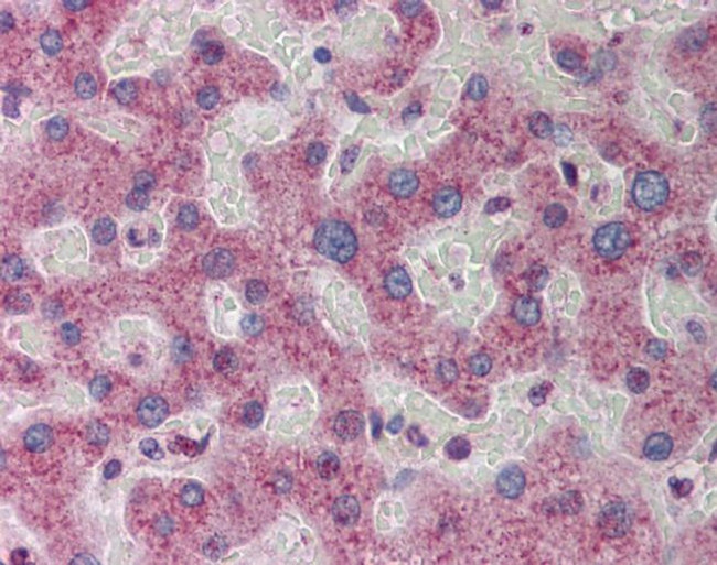 ATF5 Antibody in Immunohistochemistry (IHC)