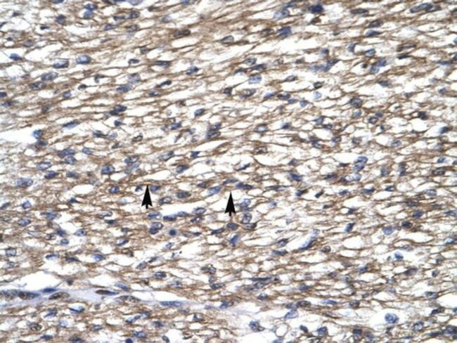 TAF1A Antibody in Immunohistochemistry (IHC)