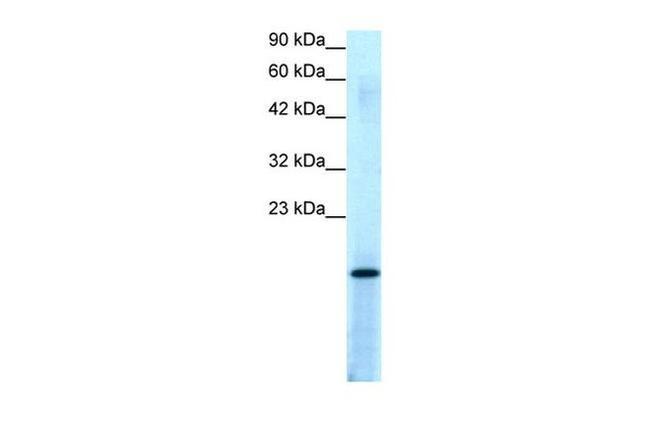 PC4 Antibody in Western Blot (WB)