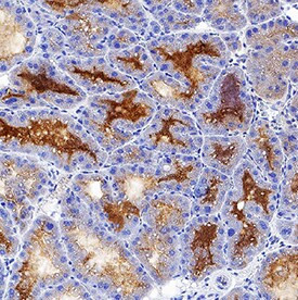 NGAL Antibody in Immunohistochemistry (Frozen) (IHC (F))